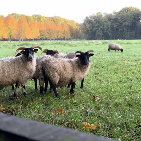 Schapen Chateau Marquette