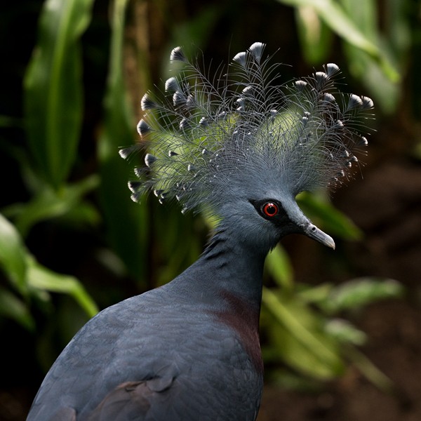 5. Crowned Pigeon Burger's Zoo