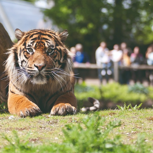 7. Tiger Terrace Burger's Zoo