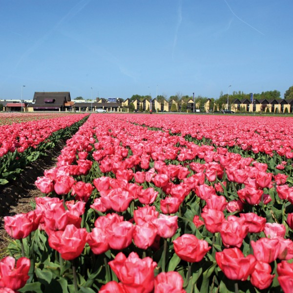 4. Heiloo-Exterieur- Pand Tulpen